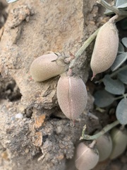 Astragalus mohavensis