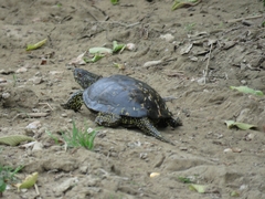 Emys orbicularis persica