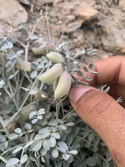 Astragalus mohavensis