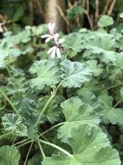 Pelargonium fragrans