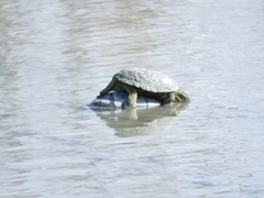 Emys orbicularis persica