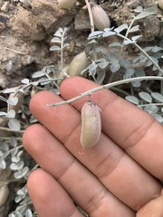 Astragalus mohavensis