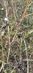 Bombus terrestris