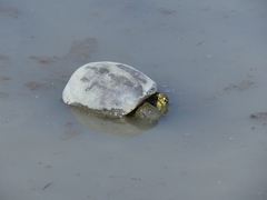 Emys orbicularis persica