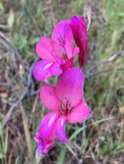 Gladiolus illyricus