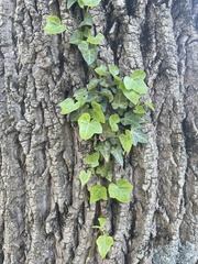 Hedera helix
