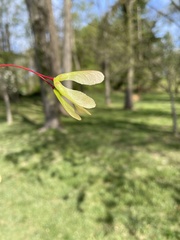 Acer saccharinum