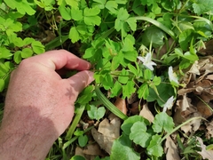 Isopyrum thalictroides