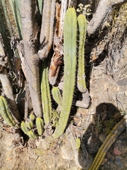 Trichocereus bridgesii