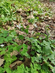 Isopyrum thalictroides