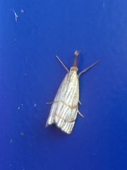 Chrysocrambus linetella