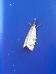 Chrysocrambus linetella