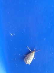 Chrysocrambus linetella