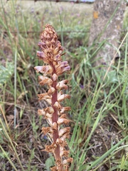 Orobanche ballotae