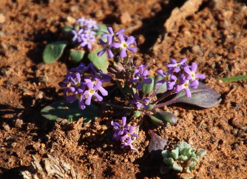 Scented Fingerflox (Manulea fragrans)
