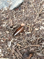 Poeciloblatta angusta