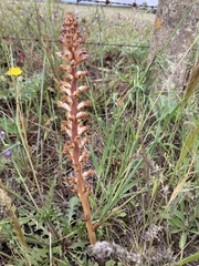 Orobanche ballotae