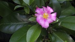 Pereskia aculeata