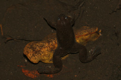 Xenopus