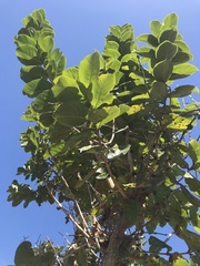 Aegiphila integrifolia