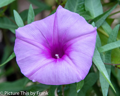 Ipomoea sagittata