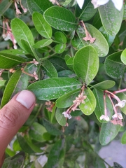 Rutaceae