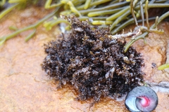 Gelidium pristoides
