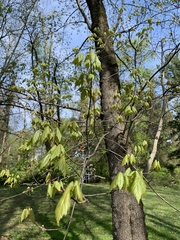 Acer rubrum