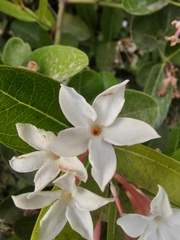 Rutaceae