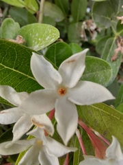 Rutaceae