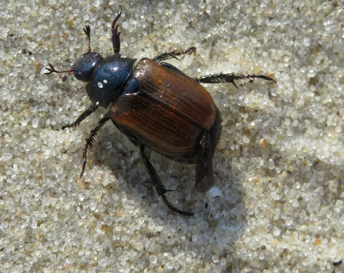 Grikinukas nuotrauka