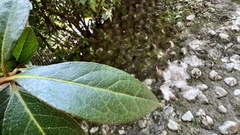 Rhododendron scabrum