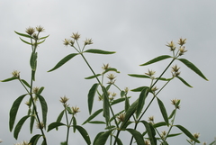 Alternanthera echinocephala