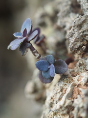 Kalanchoe garambiensis