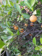 Rutaceae