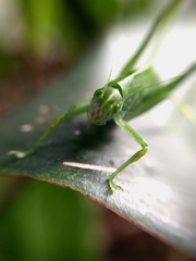 Tettigoniidae
