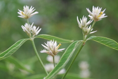 Alternanthera echinocephala
