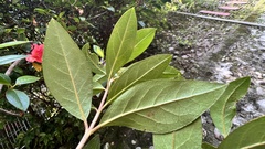 Rhododendron scabrum