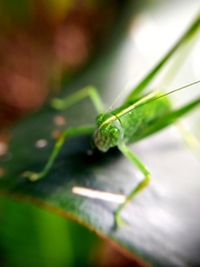 Tettigoniidae
