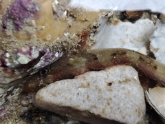 Halidesmus scapularis