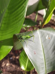 Tettigoniidae