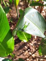 Tettigoniidae