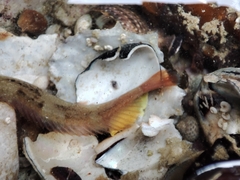 Halidesmus scapularis