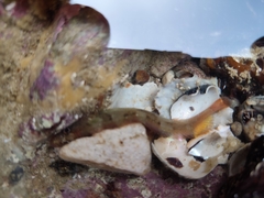 Halidesmus scapularis