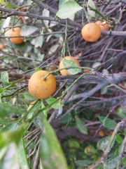 Rutaceae