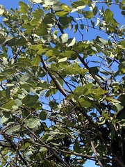 Stryphnodendron adstringens