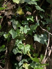 Hedera helix