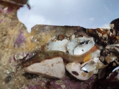 Halidesmus scapularis