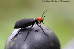 Epicauta mannerheimi