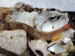 Halidesmus scapularis